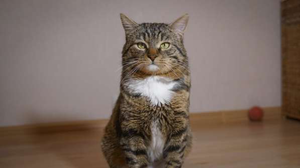 Вальяжный Боб в Москве фото 22