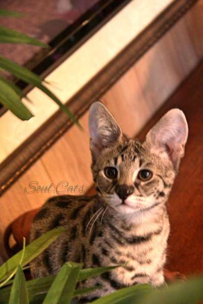 Купить Саванну F1 питомника Soul. Cats в Москве фото 23