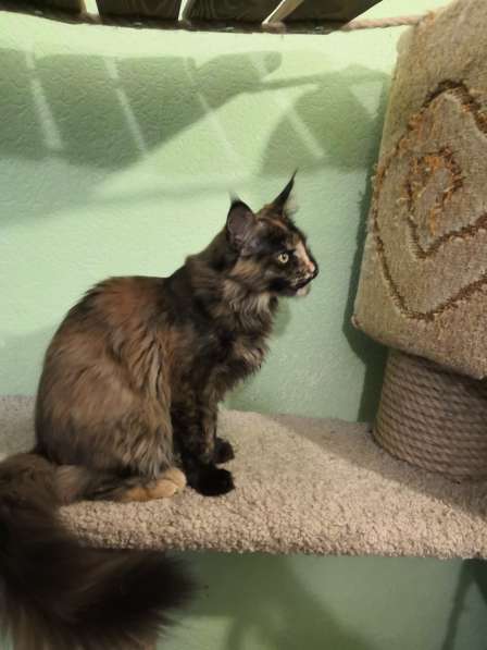 Девочка Мейн кун в Челябинске фото 15