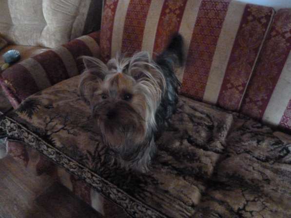 Элитные собачки в Балаково фото 11