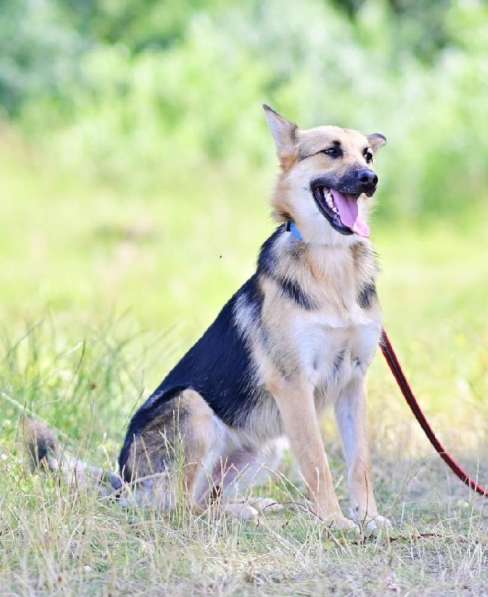 Красавица Джуля ищет дом! в Москве фото 5