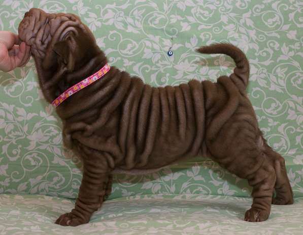 Щенки шарпея в Новосибирске фото 7