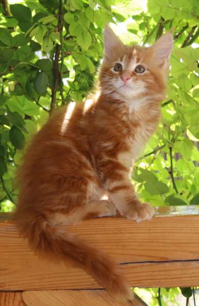 Рыжие Мейн куны в фото 18