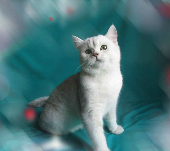 Шотландский котик с документами в фото 8