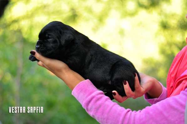 Кобель кане корсо в Симферополе фото 17