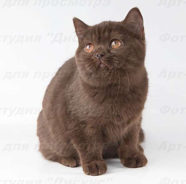 котенка шоколадного в Хабаровске фото 9
