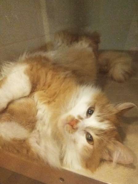 Солнечная кошка Милочка в Москве фото 29