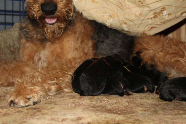 Щенки Эрдельтерьера в питомнике в Тюмени фото 19