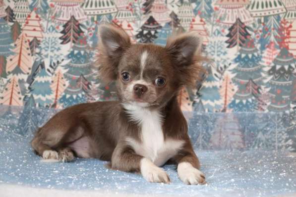 Чихуахуа щенки купить в Москве в Москве фото 6