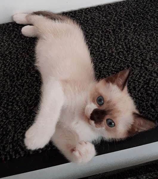 Котята сноу-шу в Санкт-Петербурге фото 8