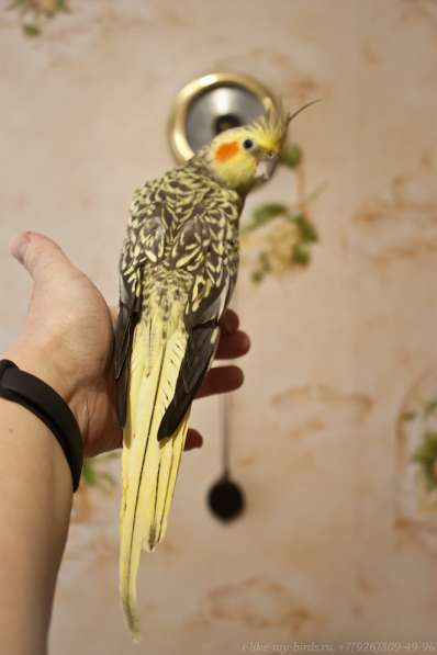 Попугай корелла. Взрослые ручные самочки в Москве фото 6