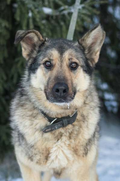 В добрые руки чудо-пес Добрыня в Санкт-Петербурге фото 8
