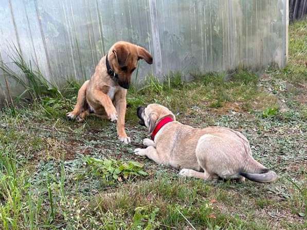 Две девчушки-красотушки и храбрый братик