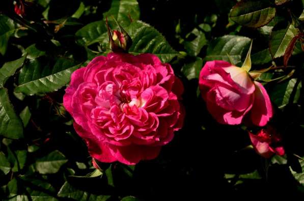 Саженцы роз в Ряжске фото 4