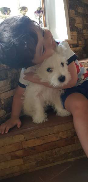 Очаровательные детки Вест Хайленд Вайт Терьер в Москве