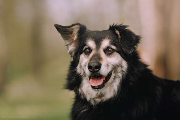 Пушистая весёлая Дакота ищет семью