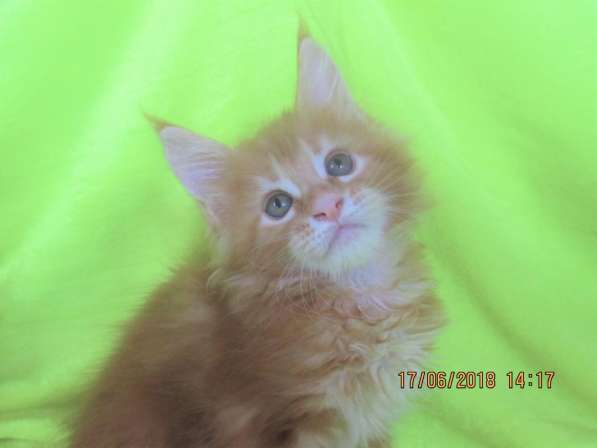 Красотки мейн- кун из питомника Arktur в Екатеринбурге фото 20