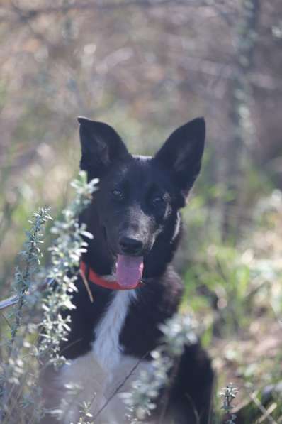 Коротколапик Тея ищет дом в Москве
