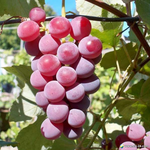 Виноград Лидия Розовая ягоды 50 - 100 кг. или 100% сок в 