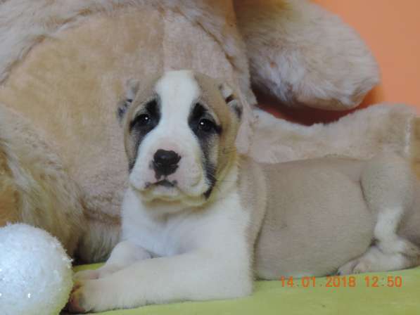 Щенки алабайчики в фото 6