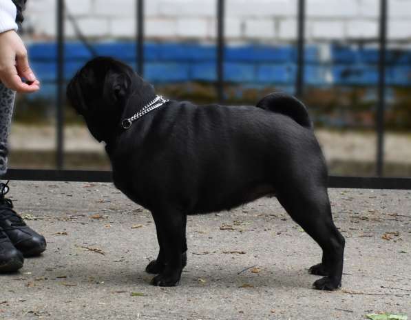 Подрощенная девочка мопсик в Москве фото 13