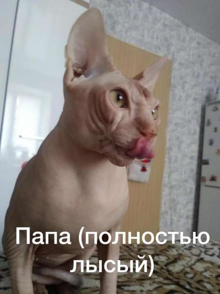 Котята Донской сфинкс в Новосибирске