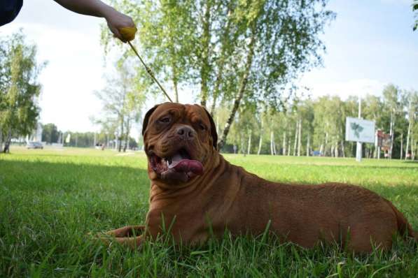 Щенки бордоского дога в фото 4