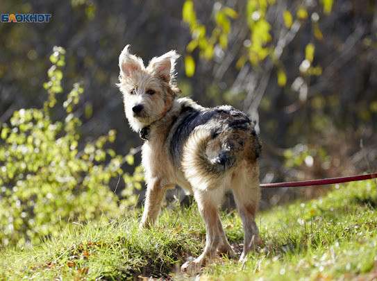 Собаки из БФПЖ Ковчег ищут дом в Ставрополе