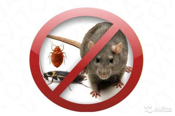 Профессиональное уничтожение вредителей