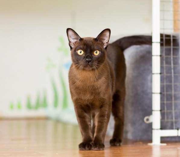 Котята породы бурманская европейская в фото 9