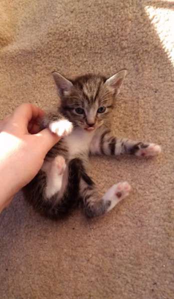 Элитная Бенгальские Снежный барс котятки в Санкт-Петербурге фото 56