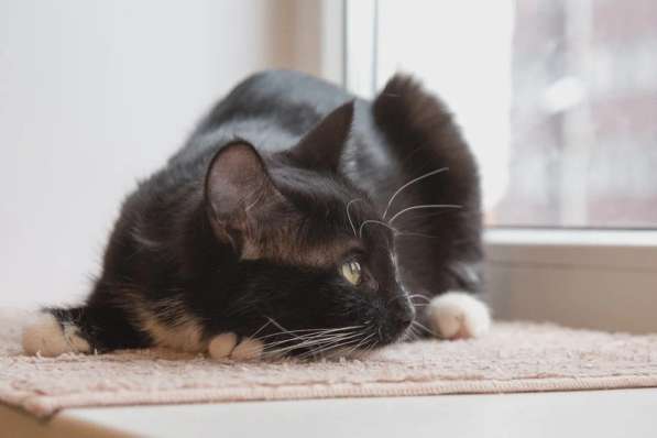 В поисках дома маленькая Зося в Москве фото 4