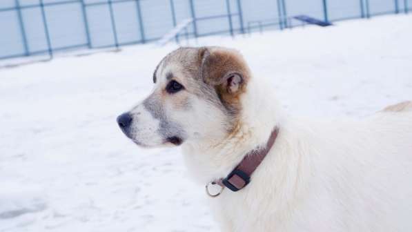 Очаровательный щенок Каспий в добрые руки в Москве фото 8
