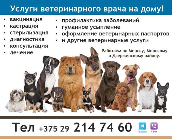 Услуги ветеринарного врача на дому! г. Минск в фото 3