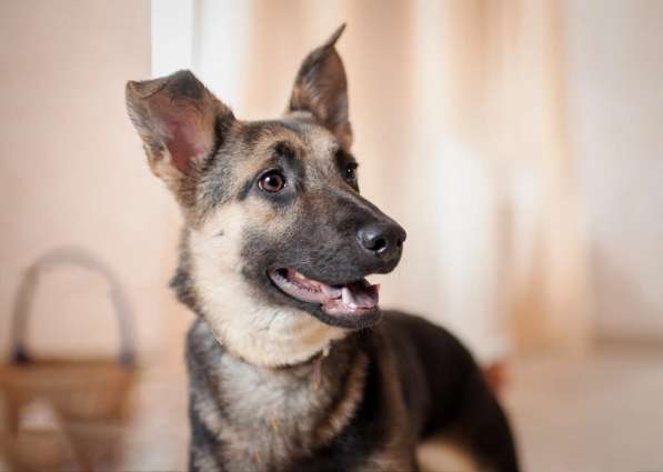 Добби мини овчарка в Москве фото 3