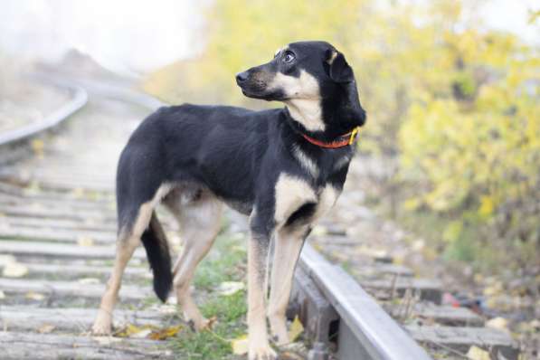 Молоденький пес из приюта в дар в Москве фото 5