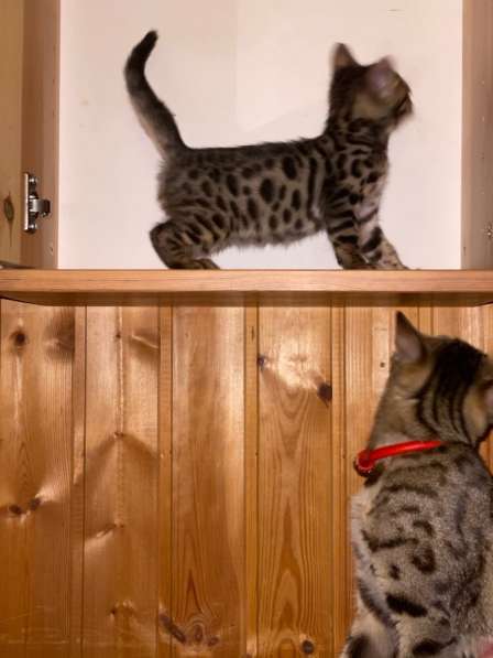 2 бенгальских котёнка в Москве фото 3