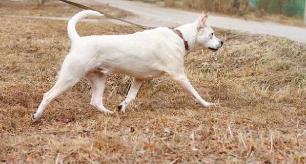 Собаке очень нужен дом в Нижнем Новгороде фото 23