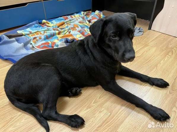 Лабрадор в добрые руки в Москве фото 3