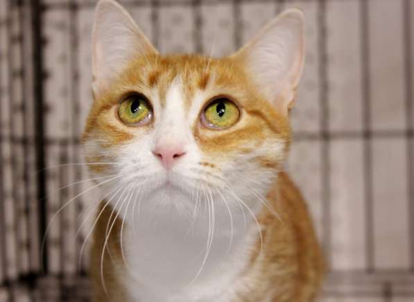 Ласковая Шелли ищет доброго друга в Москве фото 3