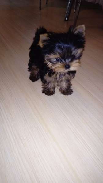 Покупка щенков в Питомник Джин Гоу Москва в Москве фото 9