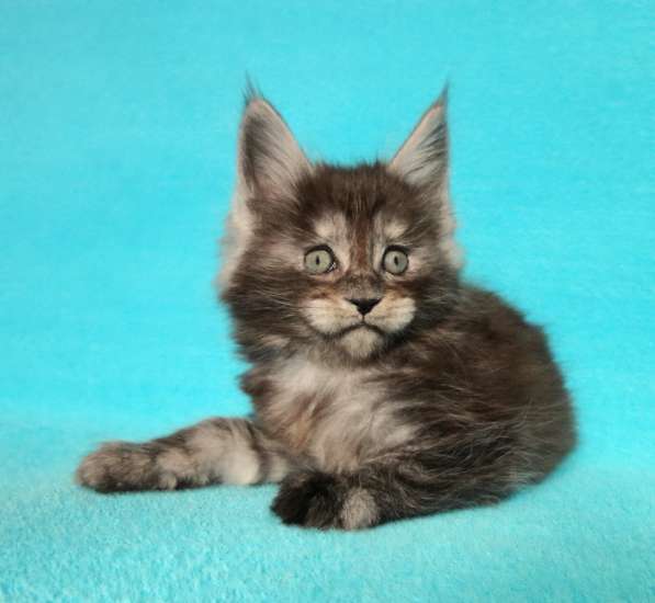 Апельсинки к Новому Году в Рязани фото 30