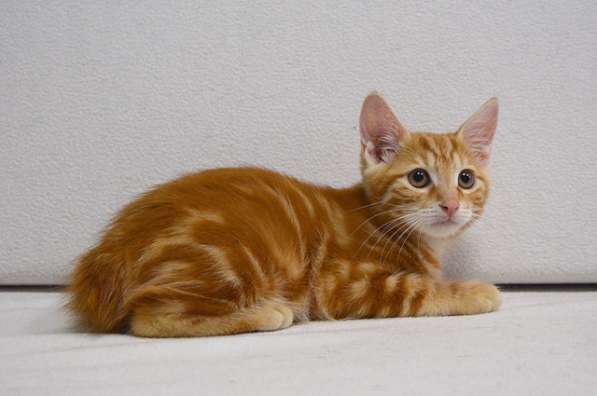 Котенок порода Курильский бобтейл в Москве фото 28