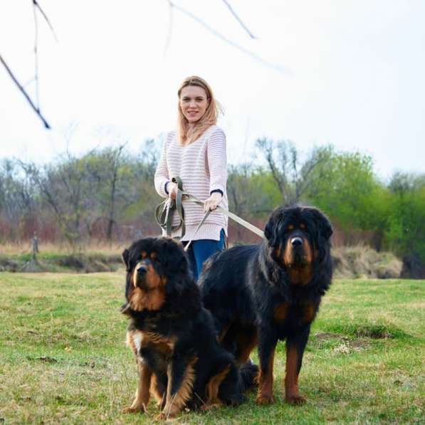 Щенки тибетского мастифа в Иркутске фото 12