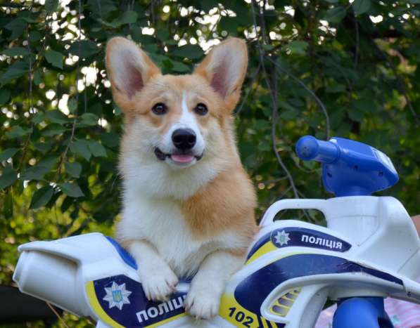 Подрощеный кобель Вельш Корги Пемброк в фото 33