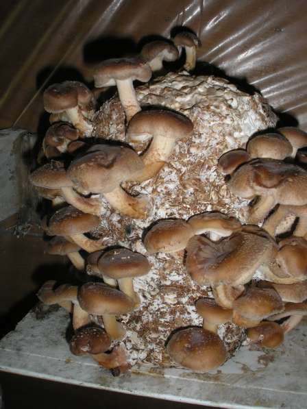 Мицелий грибов, субстраты (грибные блоки), культуры грибов в Воронеже фото 20