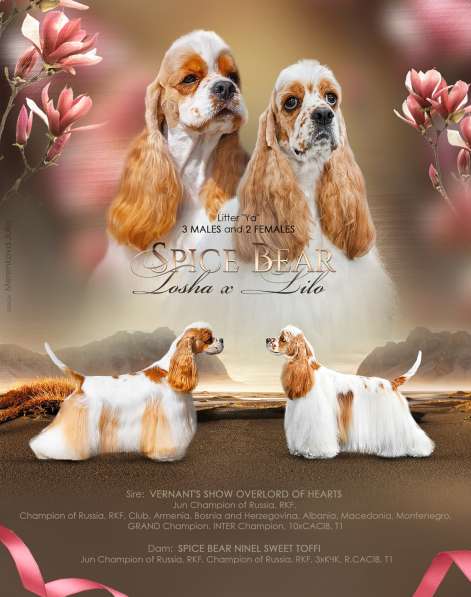 Американский кокер спаниель в Москве фото 6