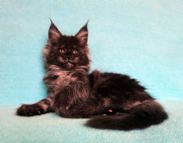 Апельсинки к Новому Году в Рязани фото 114