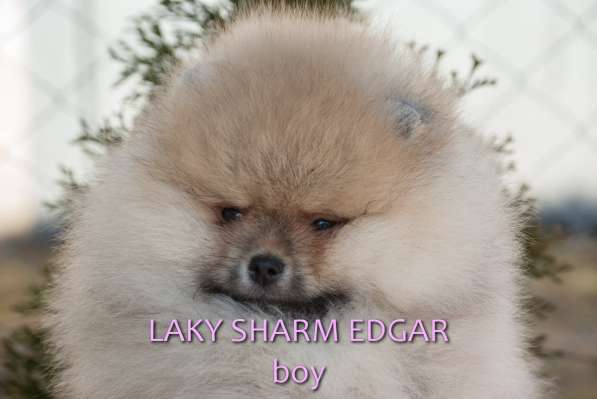 ЛАКИ ШАРМ ЭДГАР (померанский карликовый шпиц) в фото 14
