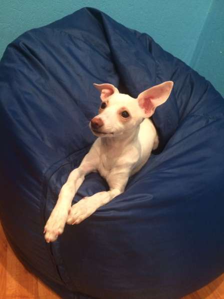 Девочка щенок тойтерьер